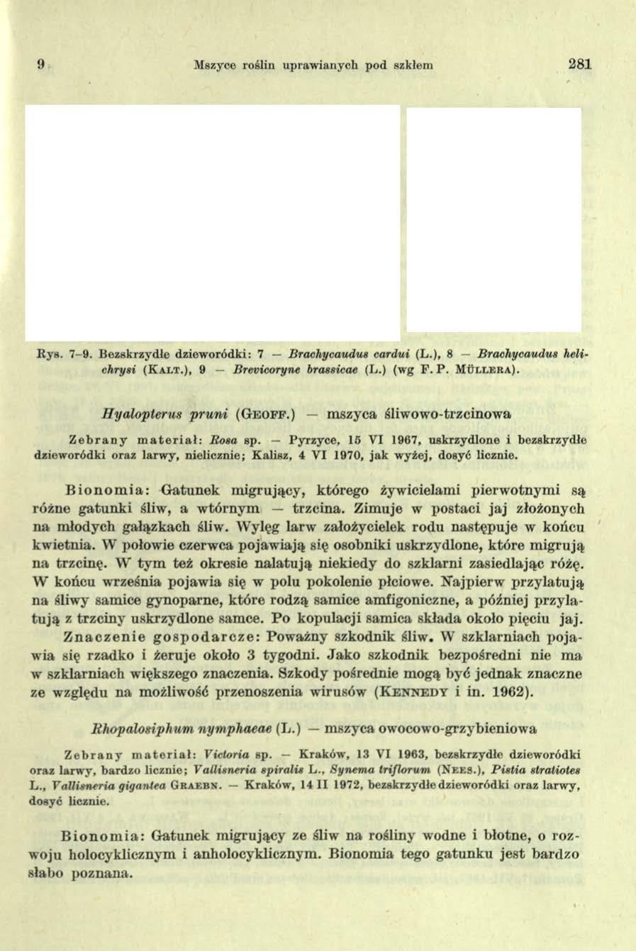 9 Mszyce roślin upraw ianych pod szkłem 281 ' L-* -- J * a - > *- ** > - R ys. 7-9. B ezskrzydłe dziew oródki: 7 Brachycaudus cardui (L.)p 8 Brachycaudus helichrysi (K a l t.