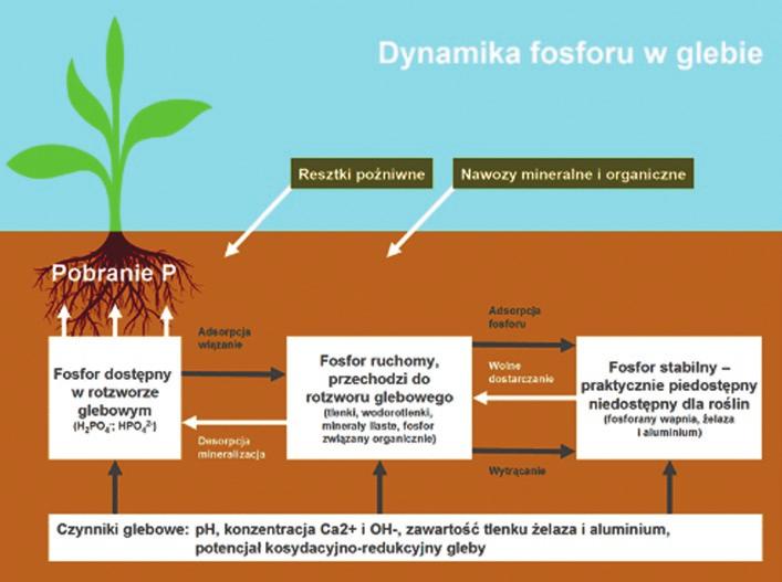 uwsteczniania fosforu czyli spadku jego przyswajalności dla roślin.
