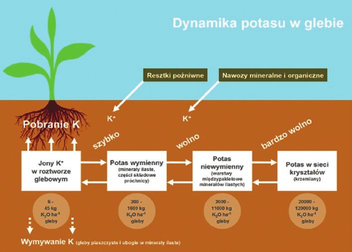 Niedobór fosforu powoduje również: zahamowanie wzrostu korzeni, łodyg i liści, karłowacenie roślin, słaby rozwój kwiatów i kłosów, nie wytwarzają się prawidłowo nasiona, rośliny są mniej odporne na