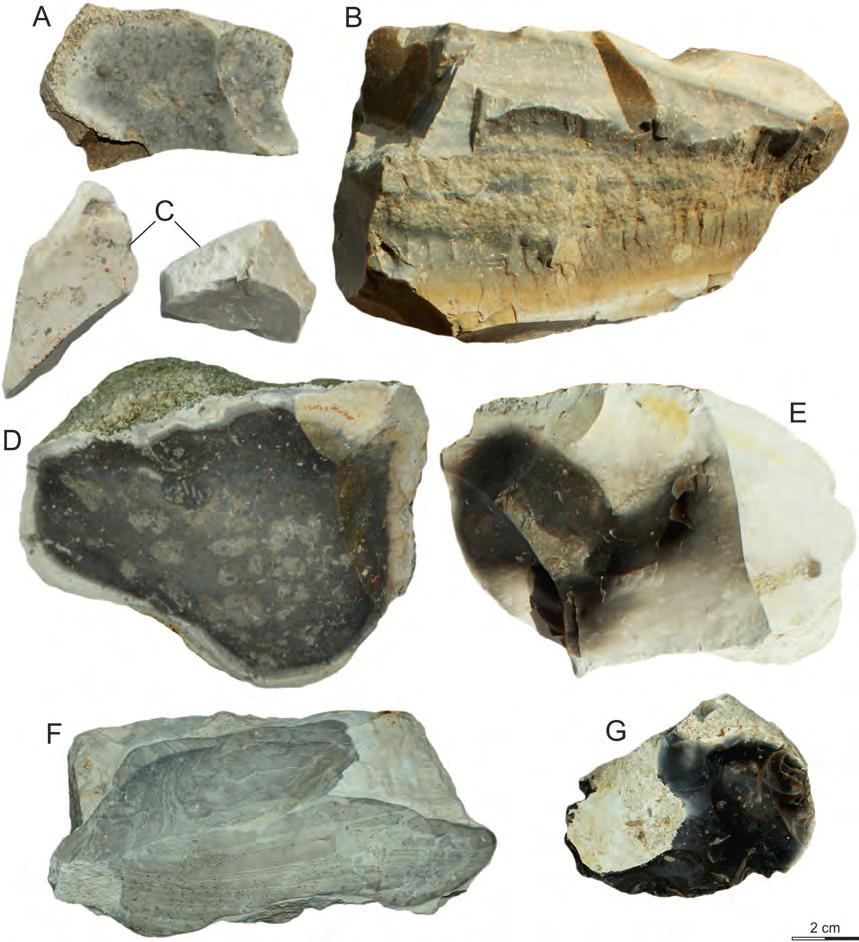 From Far or from Near? Sources of Krakow-Częstochowa Banded and Chocolate Silicite Raw Material Used During the Stone Age in Biśnik Cave (Southern Poland) glassy luster, fine-crystalline.