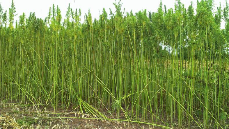 The main directions of activities of the Institute are research areas in the bio-economy sector, in particular: Biotechnology, breeding of new varieties of plants and herbal fiber, their horticulture