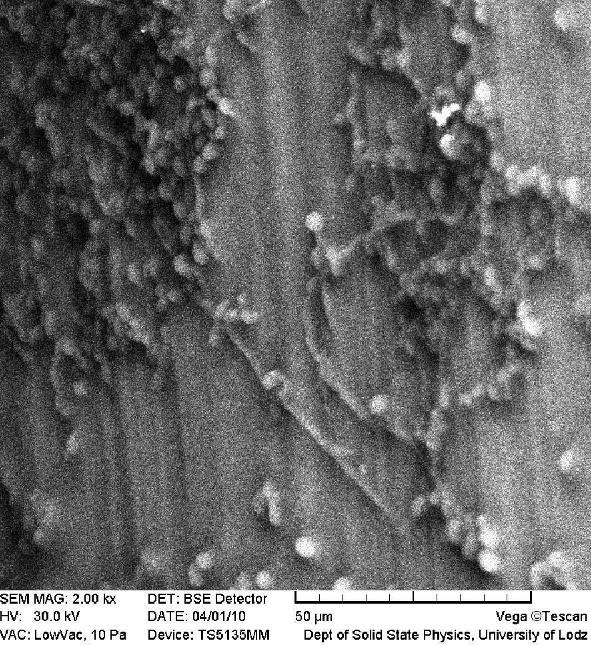 glabrata, zaś biofilm analizowano za pomocą technik mikroskopowych, m.in.