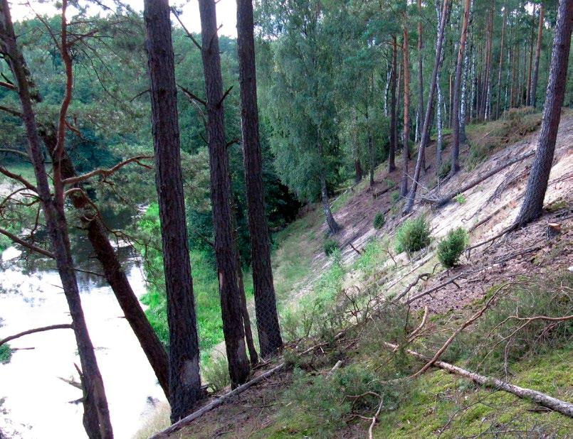 Niewłaściwe zagospodarowanie i korzystanie z terenów przylegających do wód Zużycie urządzeń wodnych Występowanie tam oraz nor bobrowych Jednak, samą obecność rumoszu drzewnego w korycie, zwłaszcza
