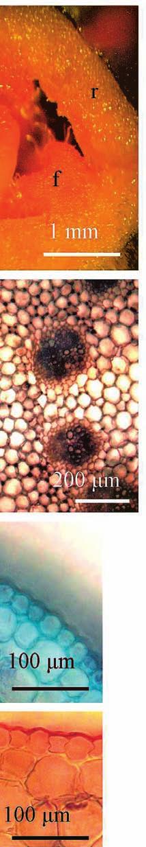 Crocus vernus flowers and their photos: A