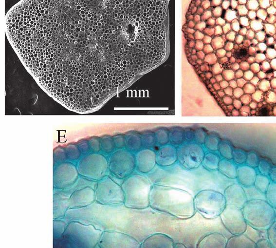 perianth tube (r), attached filaments (f),