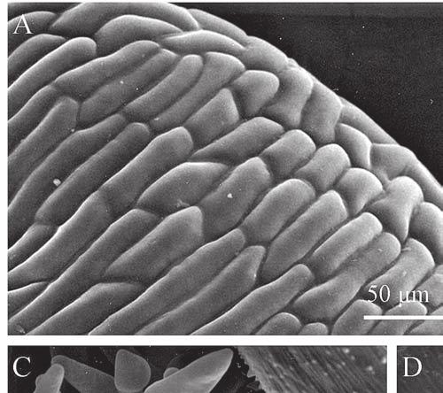 Structure of the floral parts of Crocus