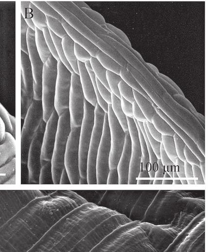 Surface portions of Crocus vernus perianth