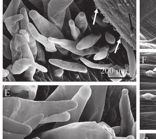 glandular and non-glandular trichomes from