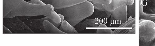 lower part of the perianth tube; F adaxial