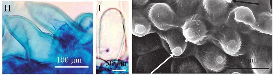 tepals; H glandular trichomes stained with