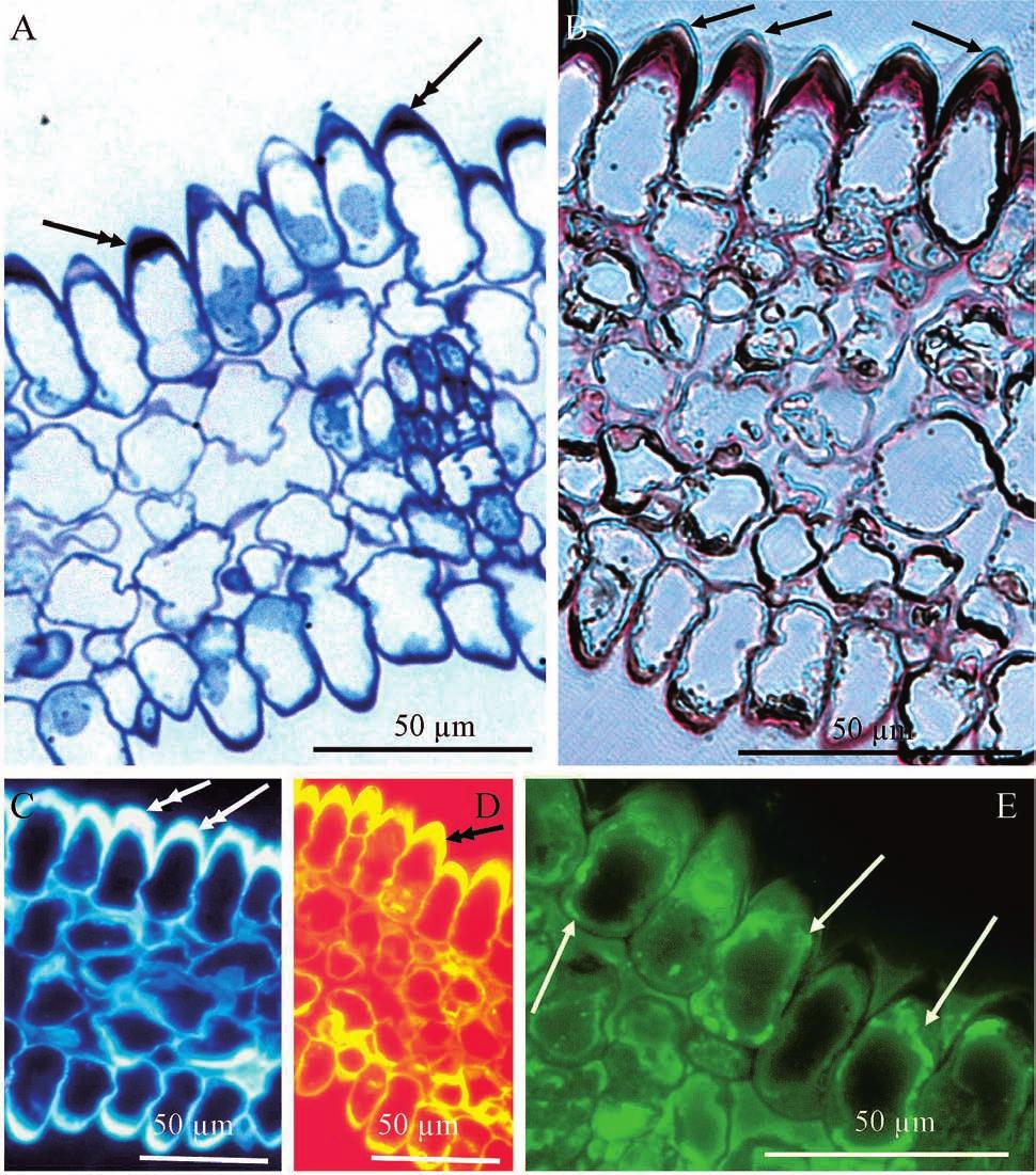 40 Elżbieta Weryszko-Chmielewska, Mirosława Chwil Fig. 3. Cross sections of Crocus vernus tepals with papillae in the adaxial and abaxial epidermis: A section stained with toluidine blue.