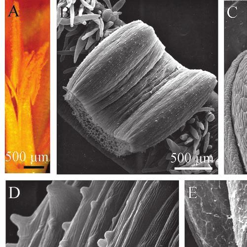 Structure of the floral parts of Crocus