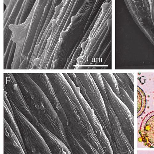 of a filament and numerous trichomes