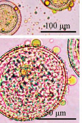 part of anthers; D lateral part of a