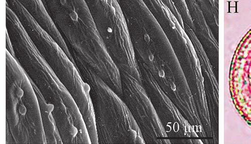 chambers; F epidermal cells of a filament