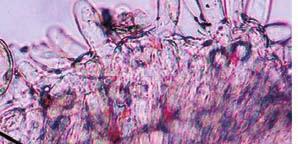 cuticular ornamentation (SEM); E, F -