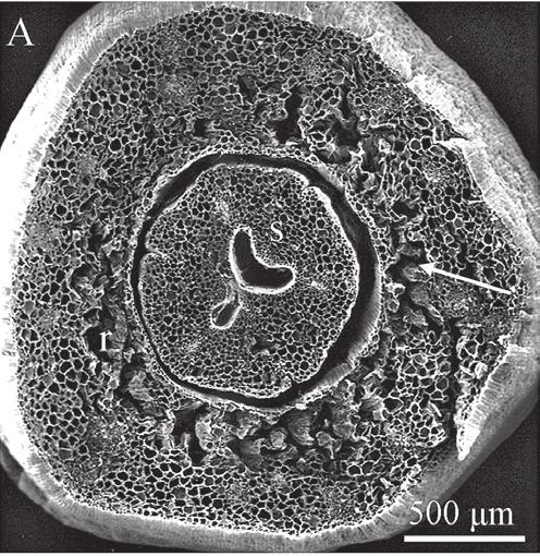 Structure of the floral parts of Crocus vernus (L.