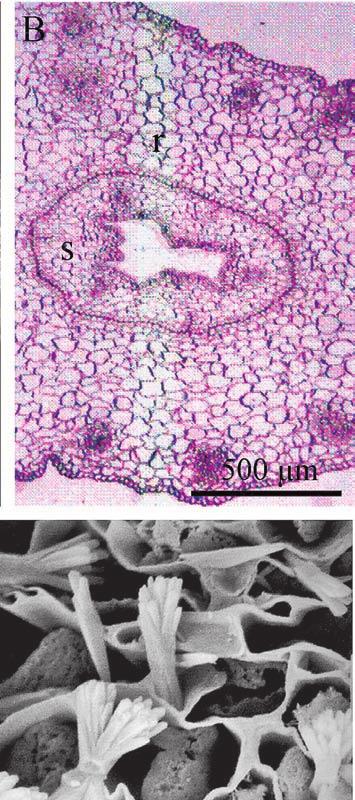 Cross sections of the style and the ovary of the pistil in C.