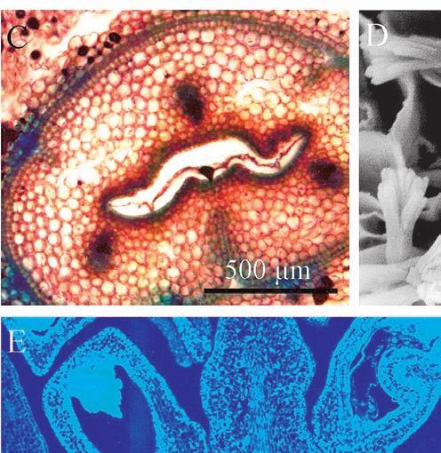 perianth tube (r), visible large intercellular spaces in the