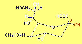 Kwasy sjalowe (SAs) Kwas sjalowy aminosacharydy ponad 50 naturalnie