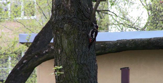 (zwornikowe) niezbędne do prawidłowego funkcjonowania całego ekosystemu, warunkujące istnienie innych gatunków; gatunki parasolowe (osłonowe), których ochrona w założeniu powinna pociągać za sobą