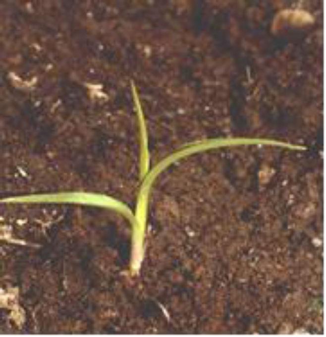 ) nasion, które mogą zachować żywotność w glebie
