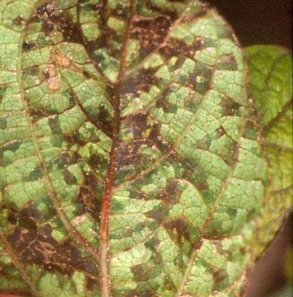 Gatunek: Colletotrichum lindemuthianum Objawy i występowanie. Chorobę można zauważyć już na roślinach w fazie siewek. Na liścieniach widoczne są wówczas wgłębione, czerwonawe lub brązowawe plamki.