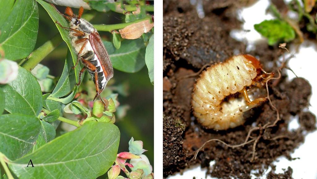 Ogrodnica niszczylistka chrząszcze długości 8,5 12 mm, pokrywy brunatne, głowa i przedplecze niebieskie lub zielone, metalicznie błyszczące. Larwy długości do 20 mm. Rozwój jednego pokolenia trwa rok.