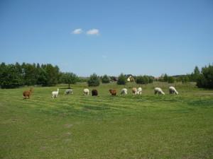 Alpaki bardzo chętnie korzystają z wybiegów i pastwisk (fot. ALPAKARNIA P&M). Od maja do października główną paszą objętościową alpak jest trawa i siano.