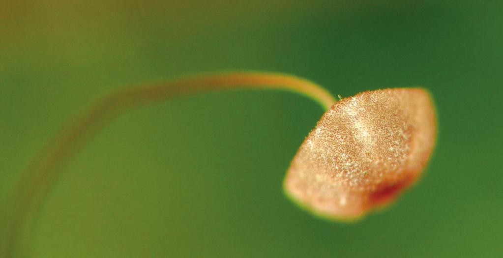 Notowany był także na wydmach nadmorskich, w zaroślach z wierzbą płożącą Salix repens (Noordeloos 1995). Kreisel (1987) wskazuje ten takson jako typowy dla zespołu Betulo-Salicetum repentis Oberd.