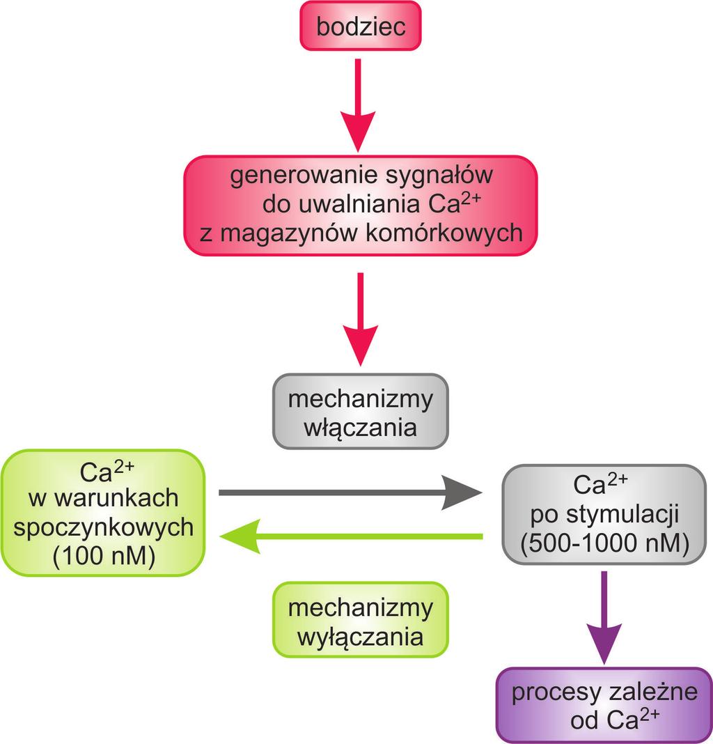 Rycina 1. Funkcjonalna organizacja sygnalizacji wapniowej w komórce zwierzęcej. Wyjaśnienia w tekście pracy. Rycinę przygotowano na podstawie [1], zmieniono. Rycina 2.