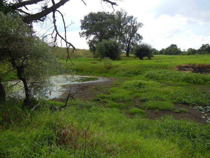 STARORZECZE 264 (MAPA 11) Wysychające starorzecze, roślinność miejscami wypalona.