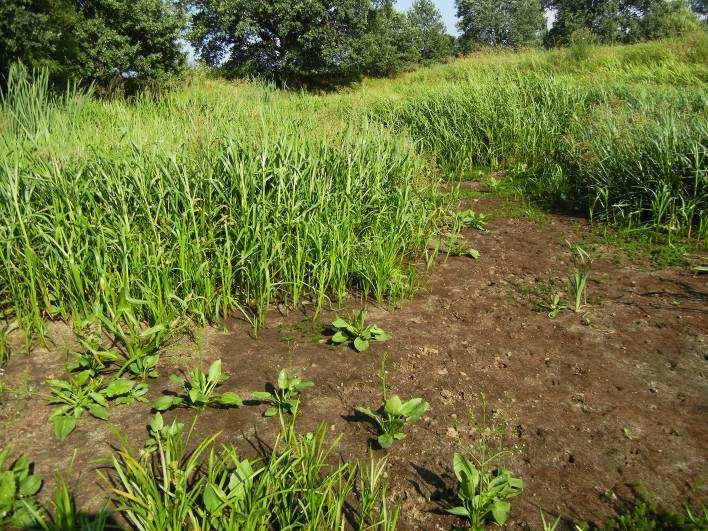 STARORZECZE 267 (MAPA 11) Euconulus fulvus Podczas prac terenowych starorzecze było wyschnięte.