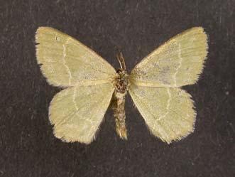 88 89 Fot.1. Chlorissa cloraria (HÜBNER, 1813) Sulistrowiczki, 14 VI 1971 (leg. A. Kokot, fot. R. Stelmaszczyk). Fot. 2. Eupithecia insigniata (HÜBNER, 1790) Sokolec, 7 V 2006 (leg. A. Kokot, fot. A. Malkiewicz).