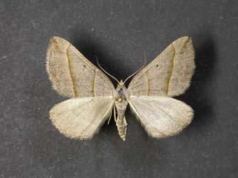 Józefczuk; fot. R. Stelmaszczyk). Hyjek, coll. A. Malkiewicz, (okaz złowiony do samołówki). Motyl rozpowszechniony na większości terytorium Polski. Z Dolnego Śląska podawany dotychczas tylko w XIX w.