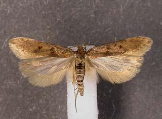 sp. Razem z omawianym gatunkiem łowiono tej nocy jeszcze: Anticlea derivata, A. badiata, Selenia tetralunaria, S.