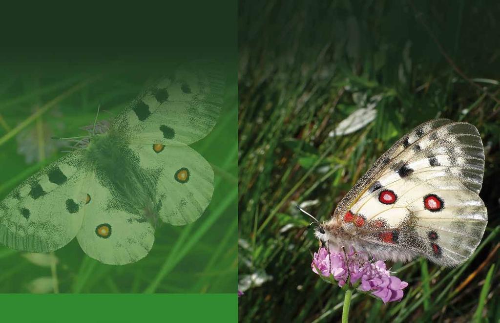 Projekt programu czynnej ochrony niepylaka apollo Parnassius apollo (Linnaeus, 1758) w