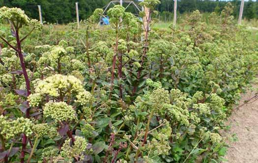 I. Wstęp Fot. 3. Sedum maximum L. w uprawie w okresie kwitnienia (Arboretum Leśne Nadleśnictwa Syców) (D. Tarnawski).