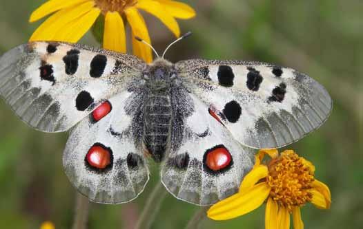 Projekt programu czynnej ochrony niepylaka apollo Parnassius apollo (Linnaeus, 1758) w