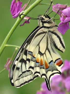 I. Wstęp Fot. 6. Paź królowej Papilio machaon L.