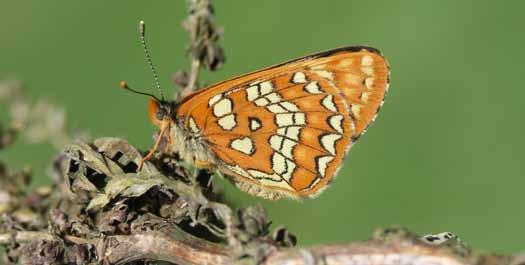 I. Wstęp Fot. 8. Samica Euphydryas maturna (L.