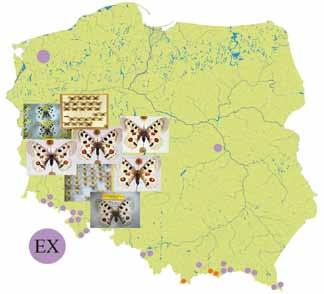 I. Wstęp EX populacje wymarłe CR populacje skrajnie