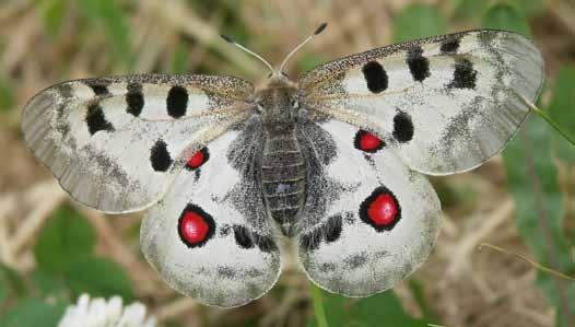 Projekt programu czynnej ochrony niepylaka apollo Parnassius apollo (Linnaeus, 1758) w Polsce Fot.