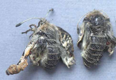 Projekt programu czynnej ochrony niepylaka apollo Parnassius apollo (Linnaeus, 1758) w Polsce Fot. 33. Zdegenerowane samice P. a. frankenbergeri jednym z przykładów depresji wsobnej z hodowli w Arboretum Leśnym Nadleśnictwa Syców (J.