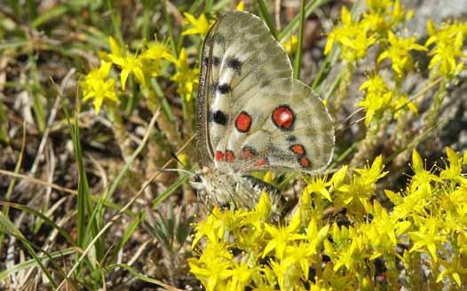 Projekt programu czynnej ochrony niepylaka apollo Parnassius apollo (Linnaeus, 1758) w Polsce Fot. 36. Karkonoski Park Narodowy (góra Chojnik) P. a. frankenbergeri (wprowadzony w 2008 roku do obserwacji adaptacyjnych z hodowli w Arboretum) spijający nektar z kwiatów rozchodnika ostrego Sedum acre L.