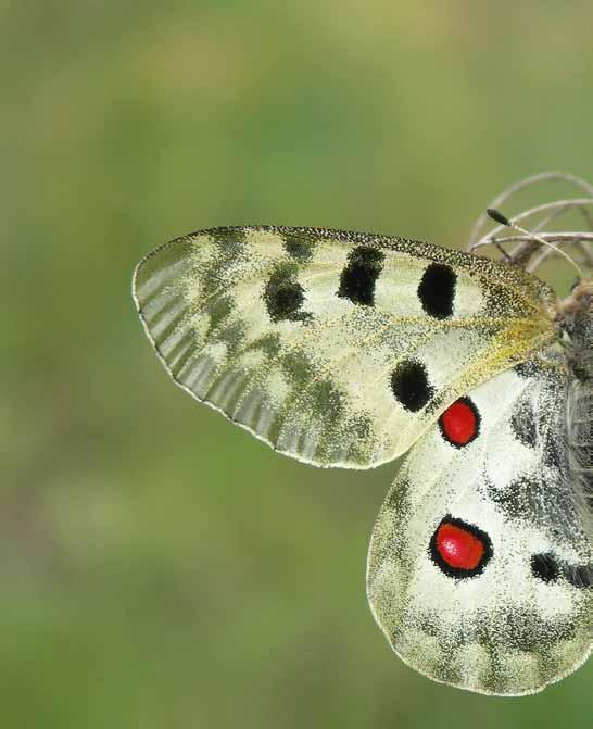 Projekt programu czynnej ochrony niepylaka apollo Parnassius apollo (Linnaeus, 1758) w Polsce Filogeografia i status podgatunków niepylaka apollo Niepylak apollo ma tak wielką jak żaden inny znany
