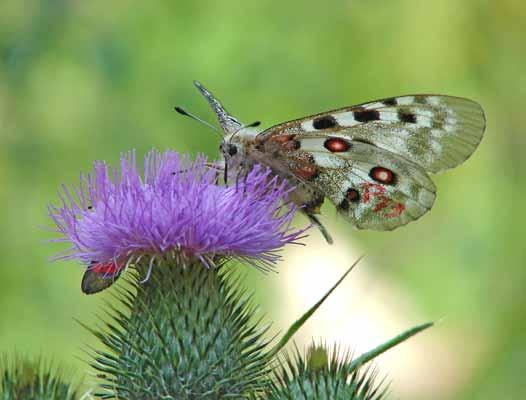 Projekt programu czynnej ochrony niepylaka apollo Parnassius apollo (Linnaeus, 1758) w Polsce Fot. 38. P. a. frankenbergeri (z numerem na tylnym skrzydle) na Cirsium sp.