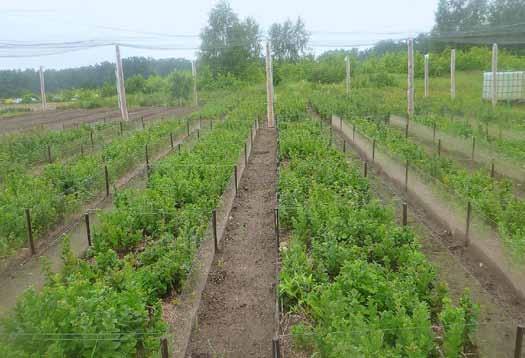 V. Opis podejmowanych metod zaradczych oraz ocena ich skuteczności Fot. 40. Hodowlarki do hodowli gąsienic Parnassius apollo frankenbergeri. Arboretum Leśne Nadleśnictwa Syców (D. Tarnawski).