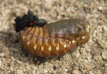 Projekt programu czynnej ochrony niepylaka apollo Parnassius apollo (Linnaeus, 1758) w Polsce stu (L3 L5) należy zapewnić gąsienicom stały dostęp do wysokiej jakości roślin żywicielskich.