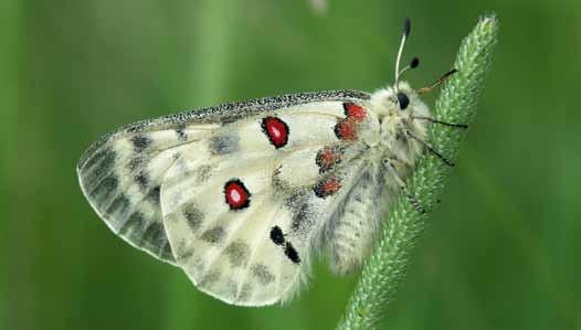 Projekt programu czynnej ochrony niepylaka apollo Parnassius apollo (Linnaeus, 1758) w